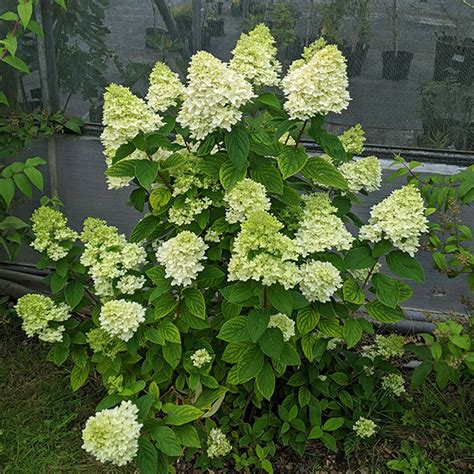 The Witchcraft of Candle Hydrangea: Ancient Folklore and Modern Uses